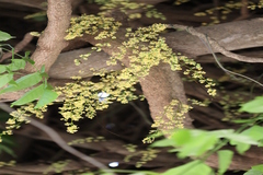 Diploclisia glaucescens